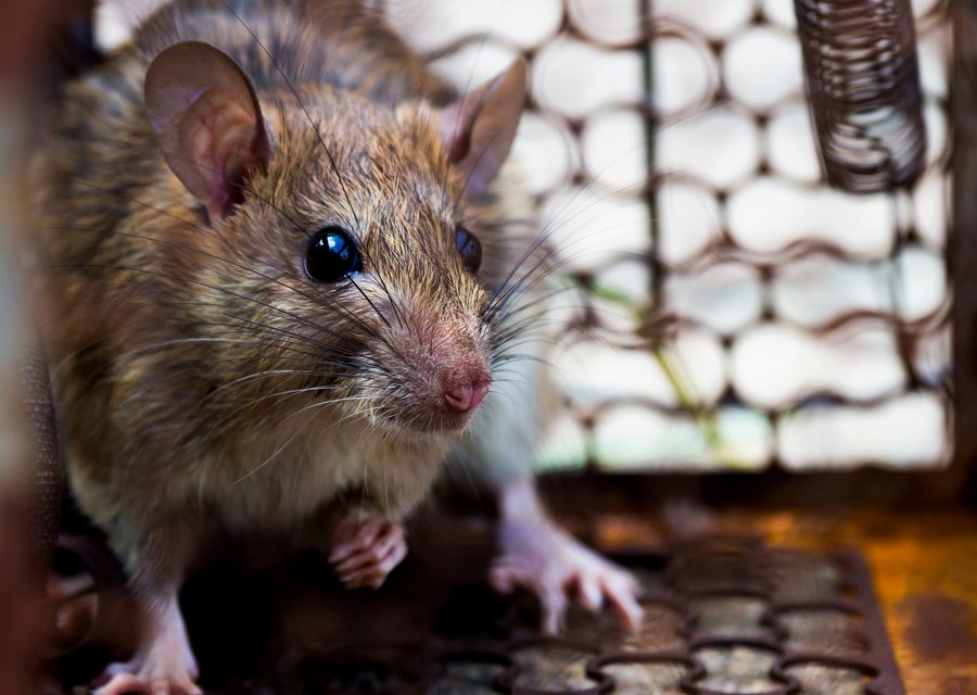 O'Malley's Pest Control Inc pest control work in Elm City