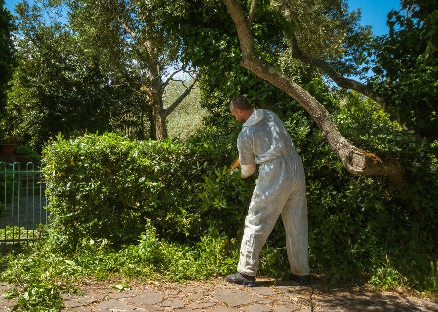Diamond Exterminating Inc pest control work in Bellwood