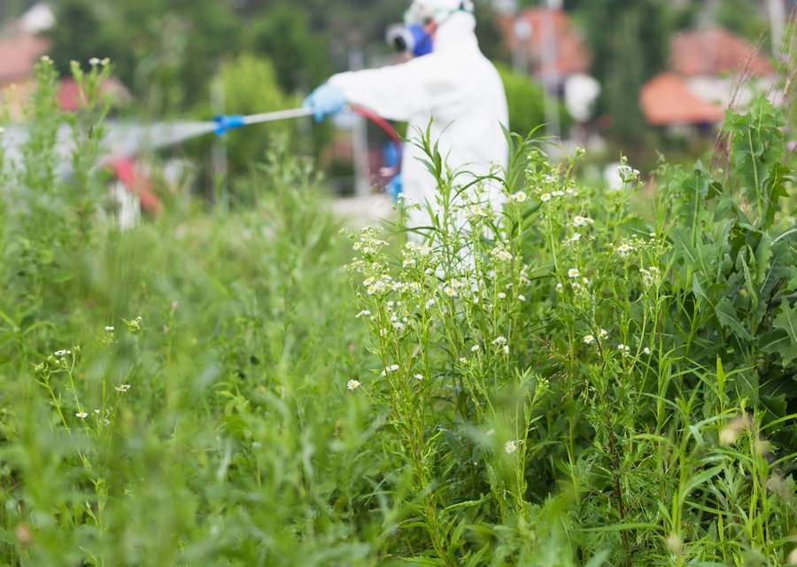 Pest treatment in Bellwood, IL
