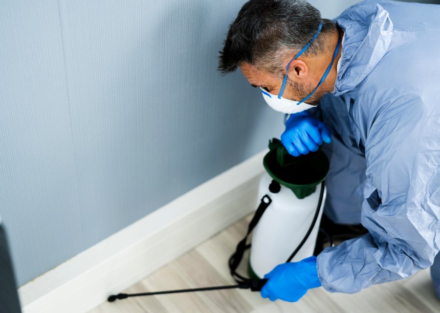 Local exterminator Lacey
