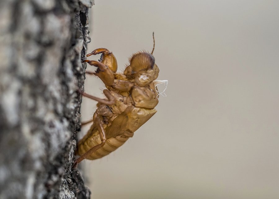 Pest treatment in Banning, CA