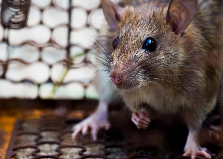 Cole Termite & Pest Control pest control work in Frederick