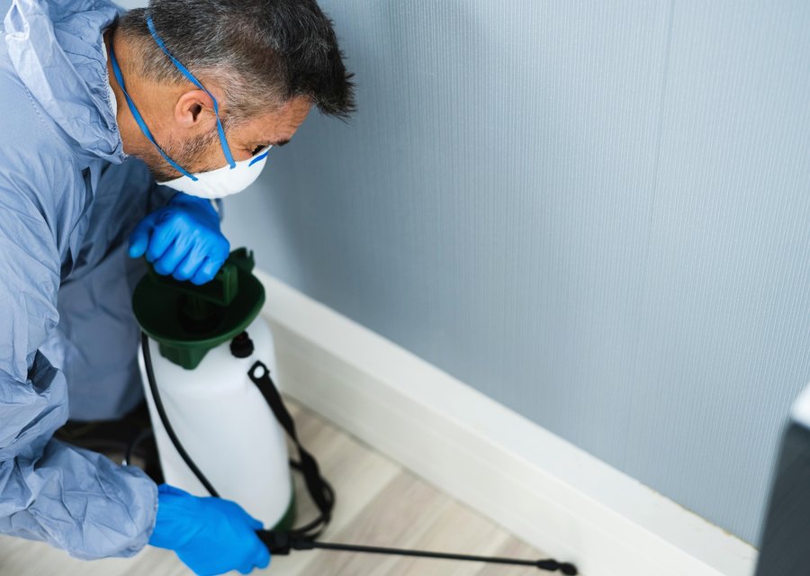Local exterminator Brandenburg