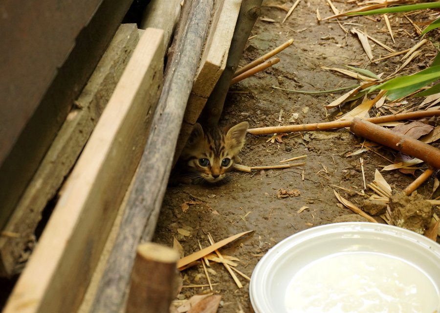 Pest treatment in Annapolis, MD