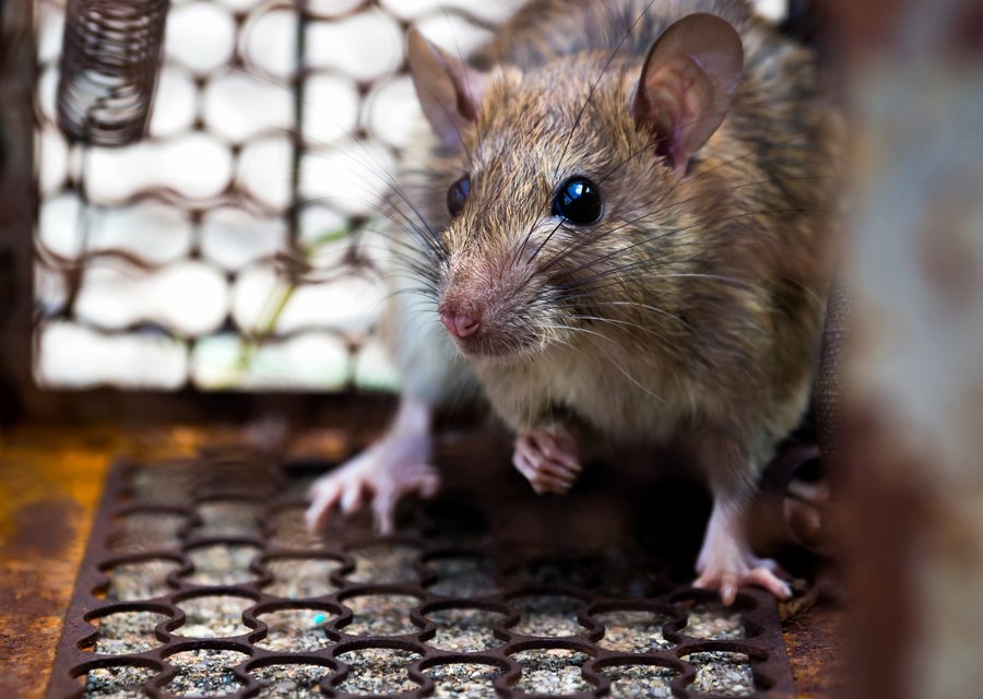 Local exterminator Cape Charles