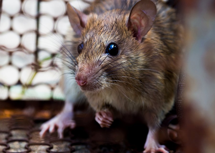 Pest treatment in Cabazon, CA