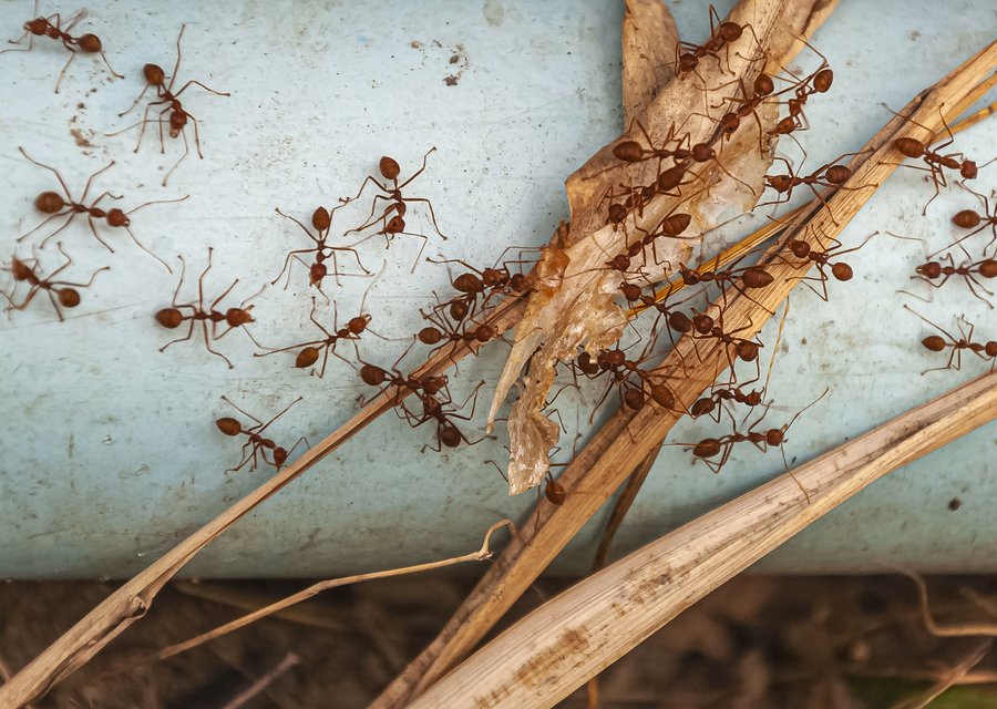 Pest treatment in Gibsonburg, OH
