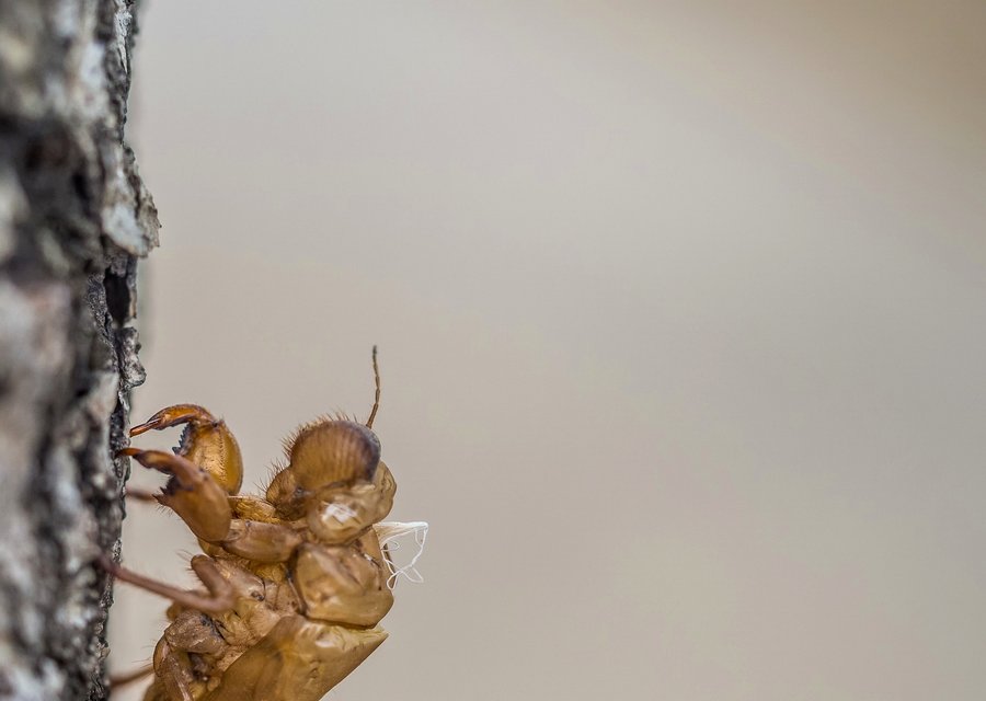 Bug Boy Pest Control pest control work in Grants Pass