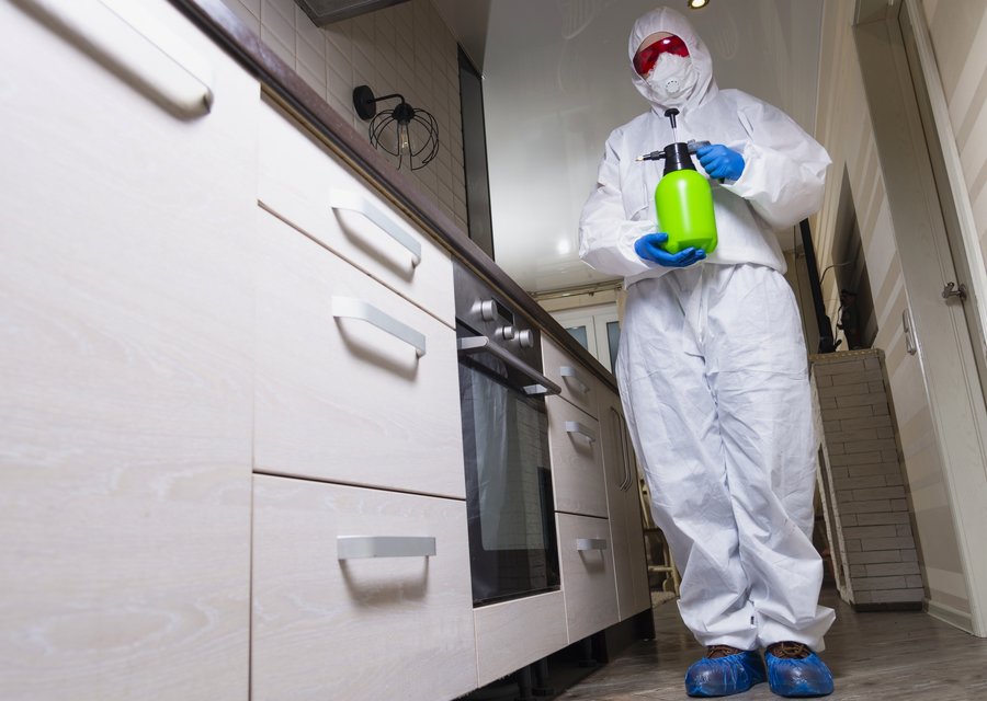Local exterminator Newport News