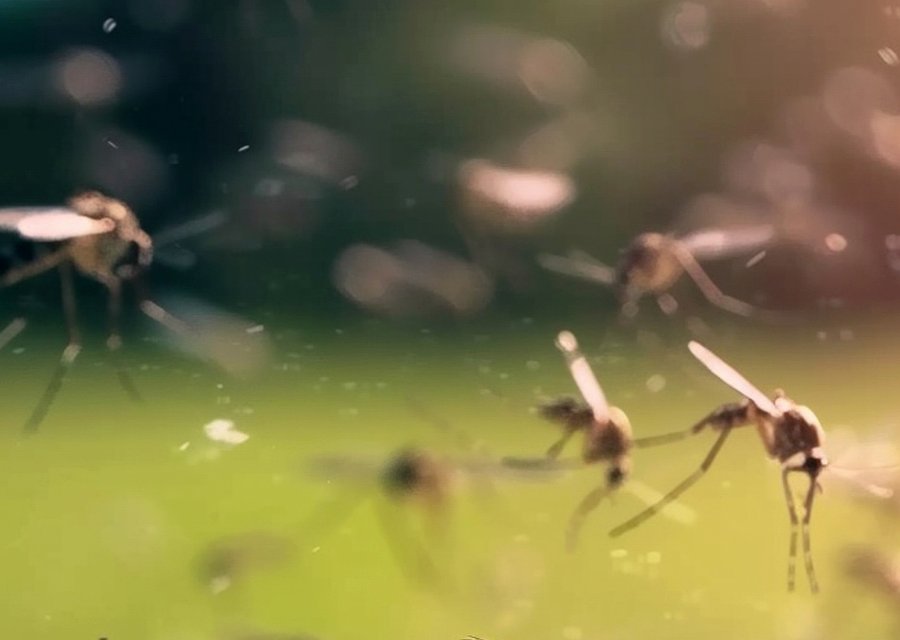 Local exterminator Floyds Knobs
