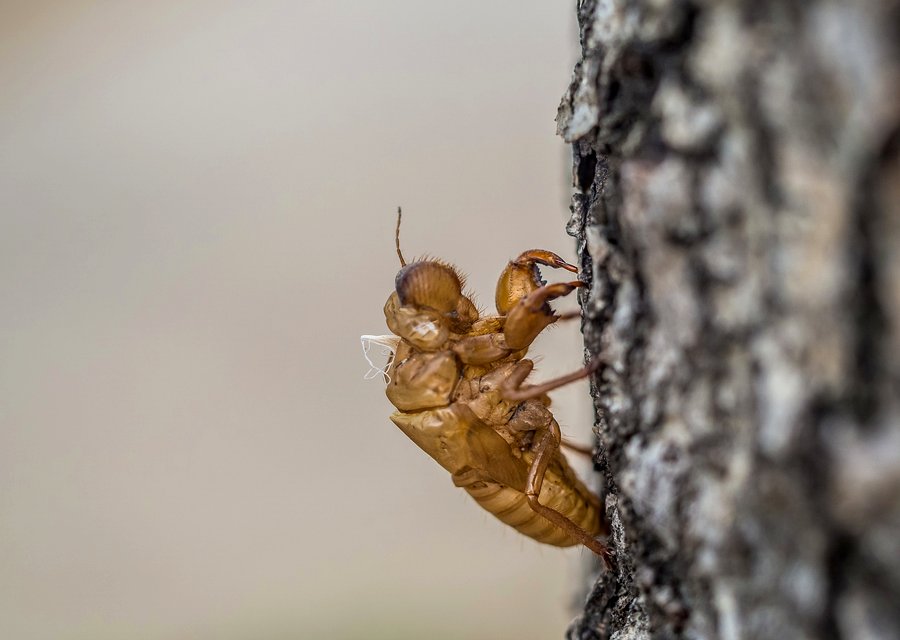 Pest treatment in Country Club Hills, IL