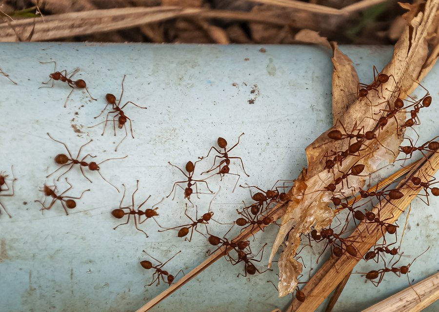 All Critter Removal pest control work in Denton