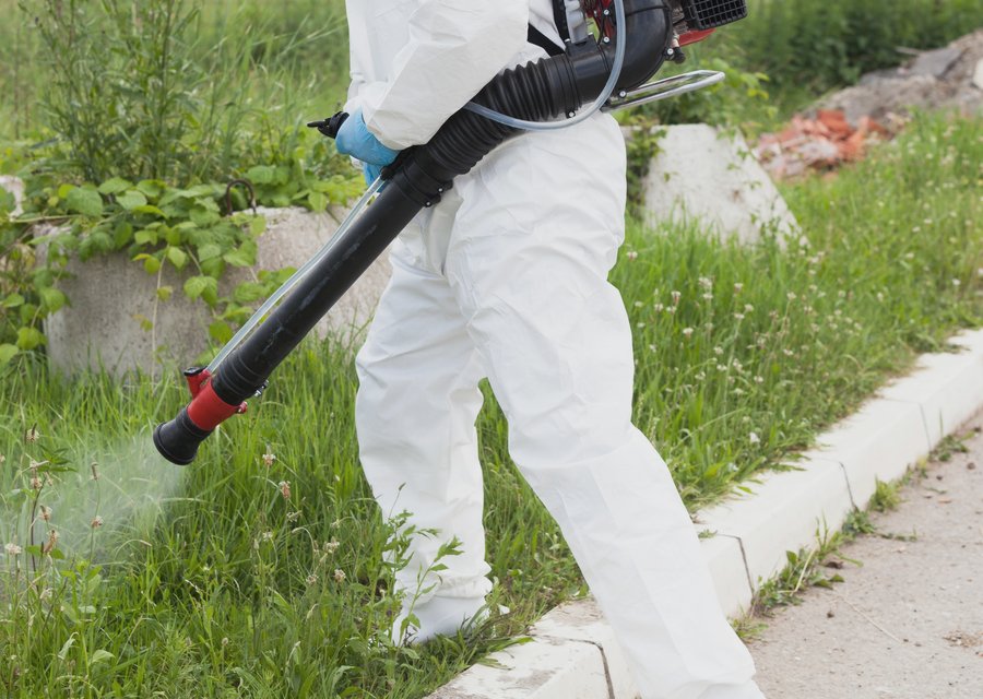 Pest treatment in Denton, TX