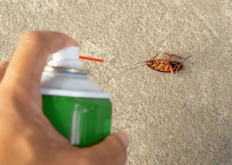 Pest treatment in Alba, TX