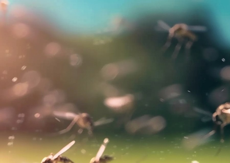 Pest treatment in Fond du Lac, WI