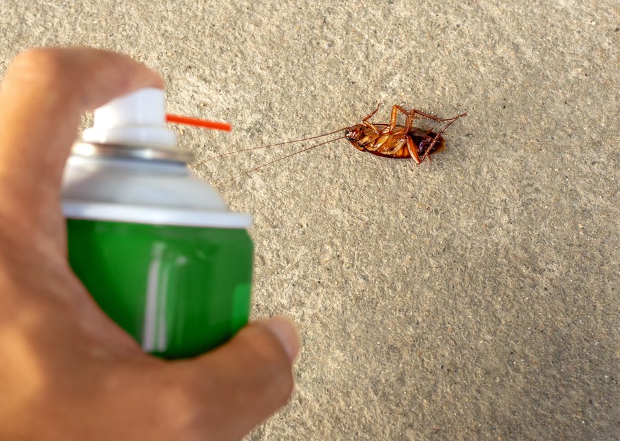 Bear Termite Services pest control work in East Chicago