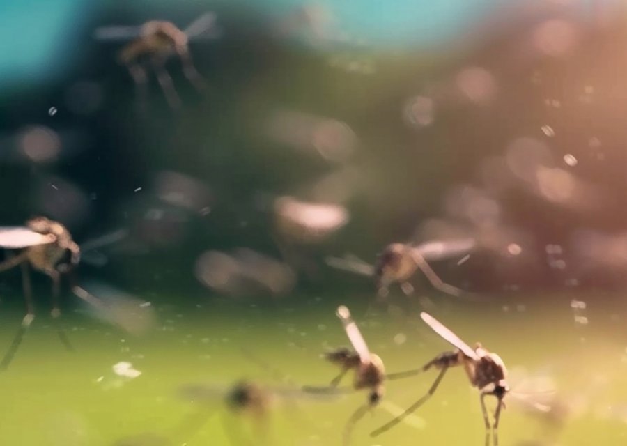 Milberger's Overall Pest Control pest control work in Cedarville