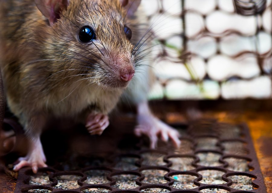 Pest treatment in New York, NY