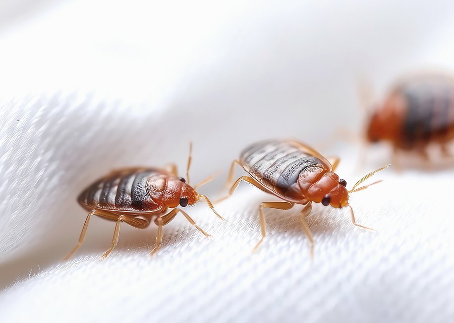 Local exterminator Cedar Lake