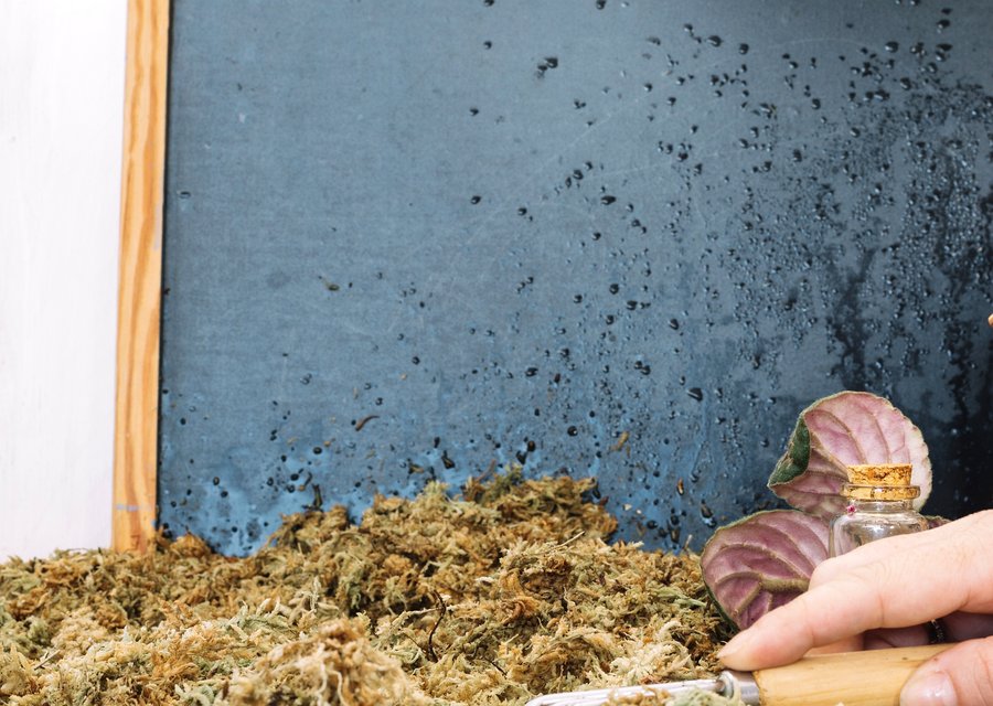 Pest treatment in Bellville, OH