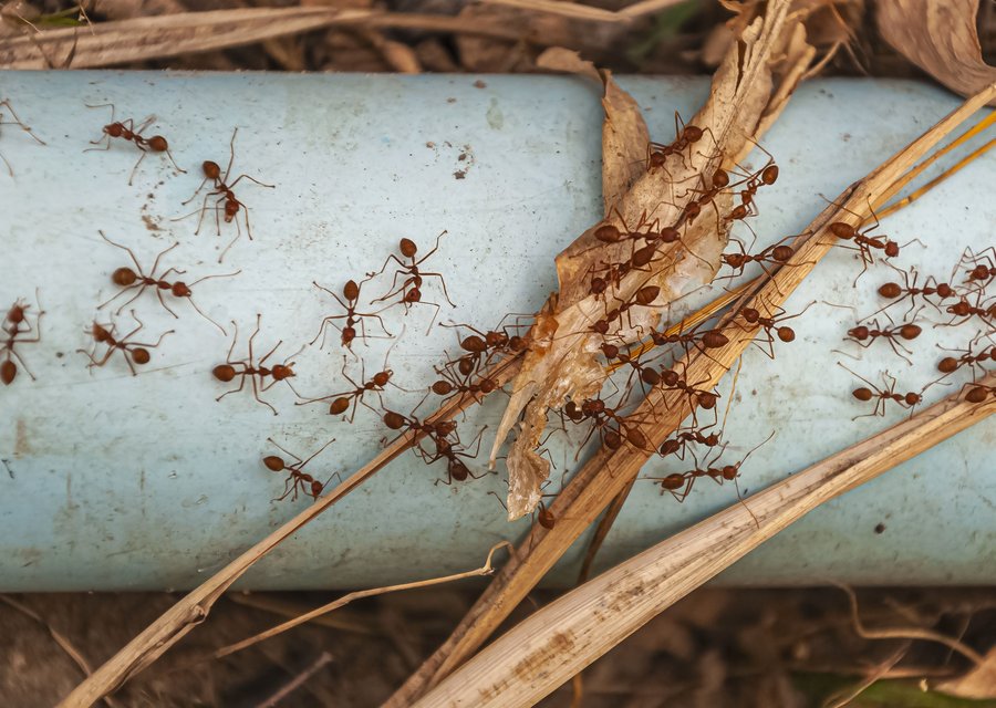 Patriot Exterminating LLC pest control work in Frankford