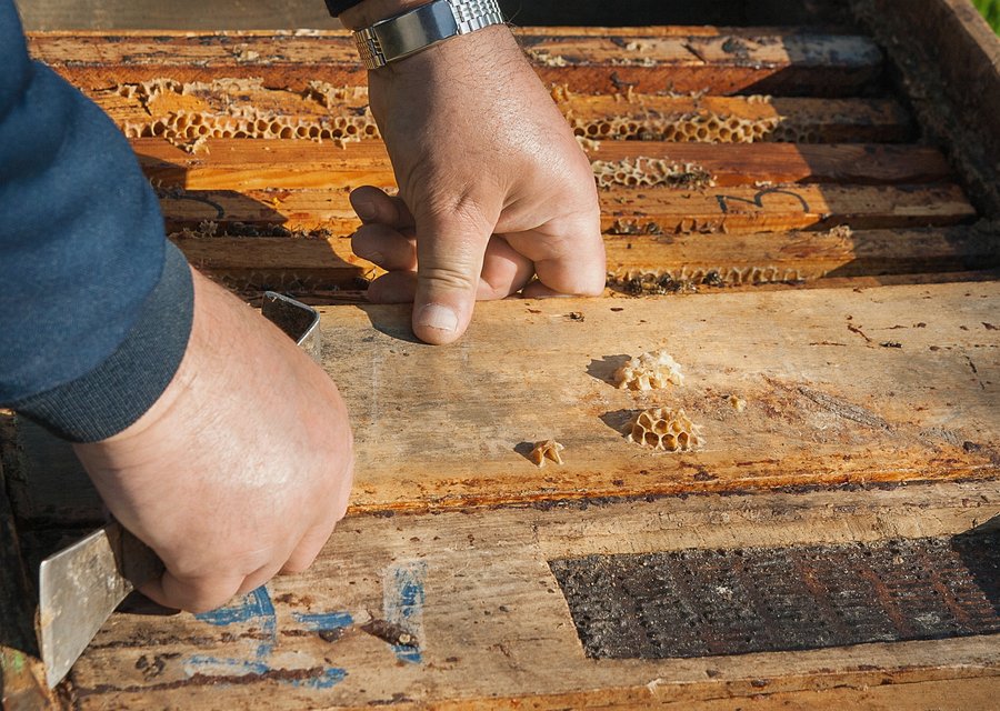 Bug Out pest control work in Capac