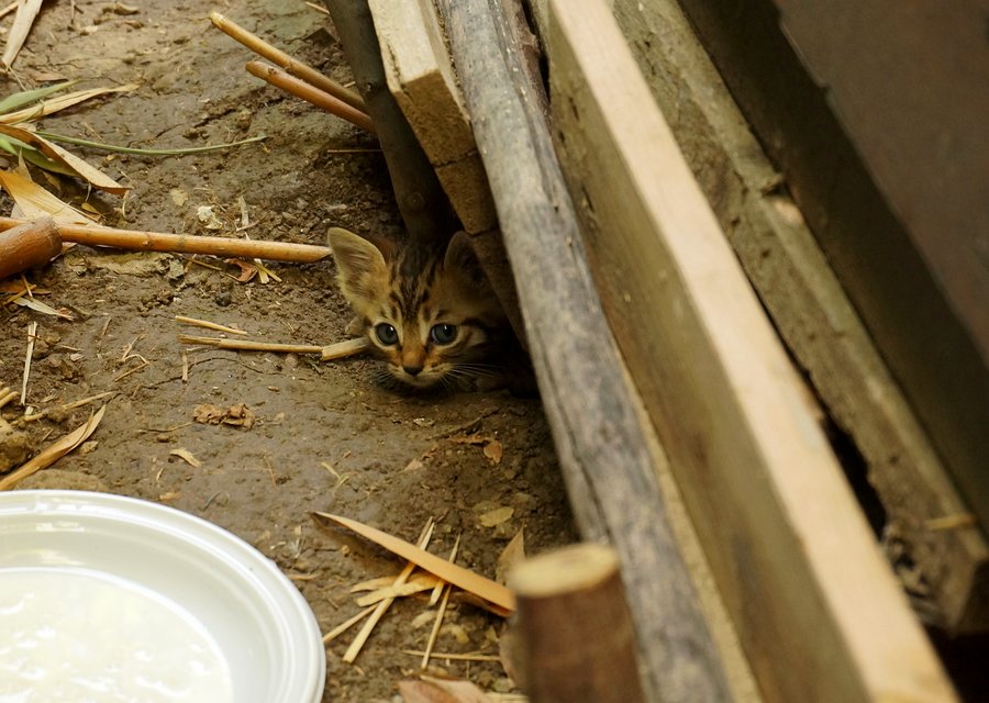 Pest treatment in Carpentersville, IL