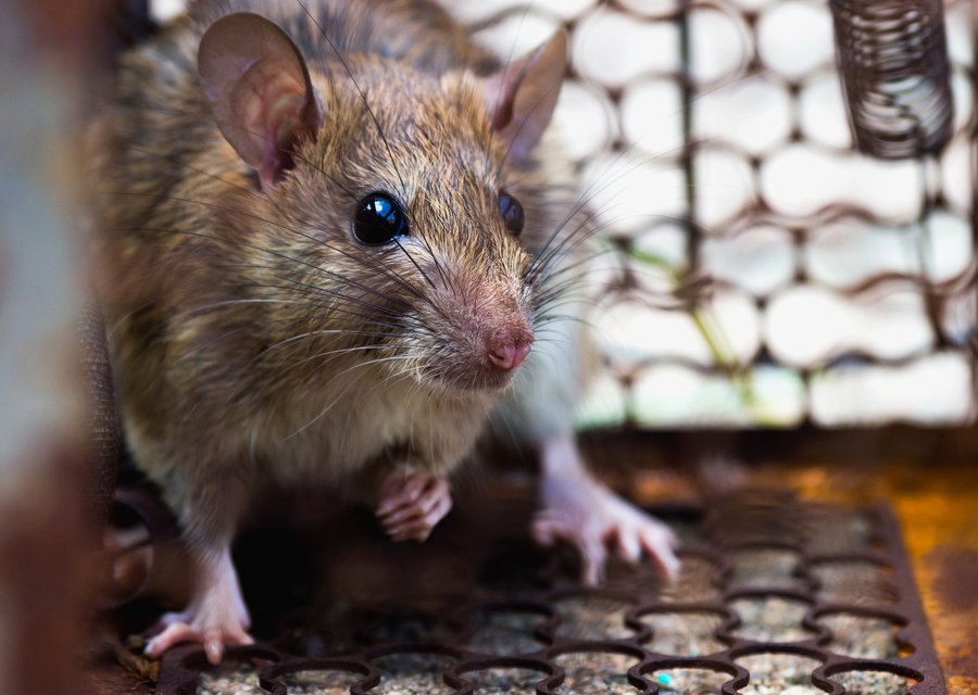 Pest treatment in Beaufort, SC