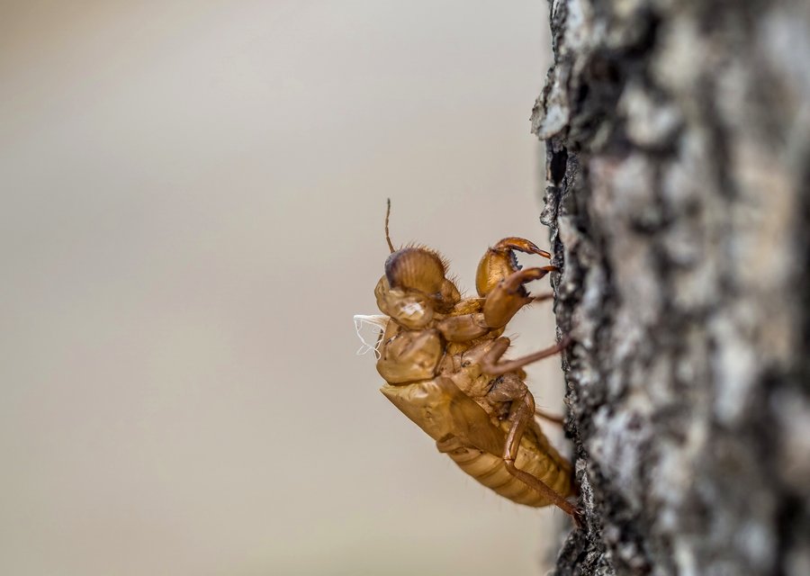 Local exterminator Beaufort