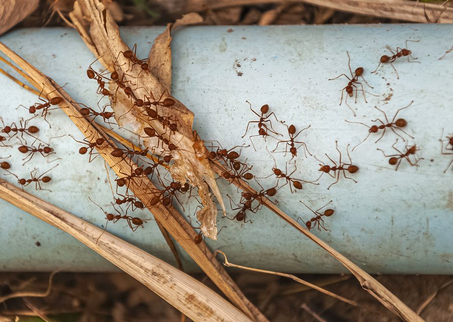 Pest treatment in Cranston, RI