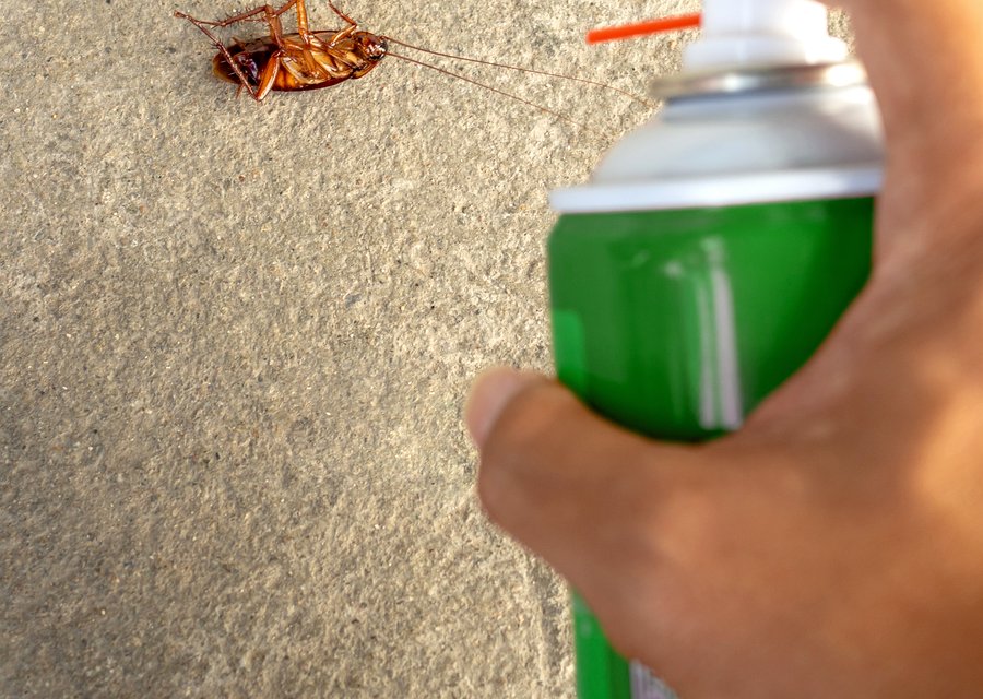 Pest treatment in Downers Grove, IL