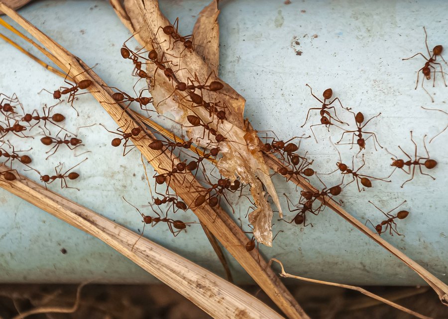 Pest treatment in Ashland, OR