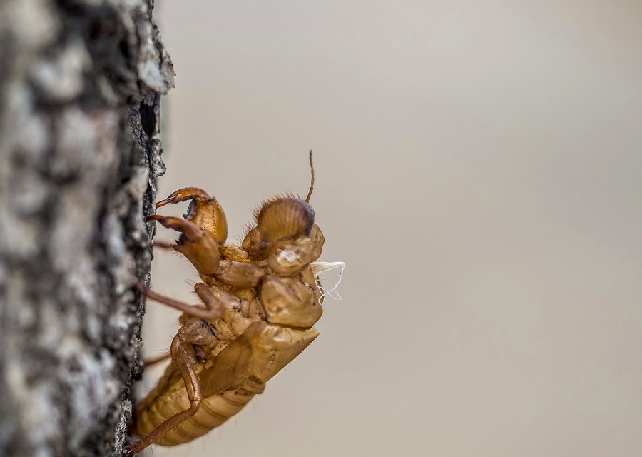 M & M Pest Control pest control work in Chanceford