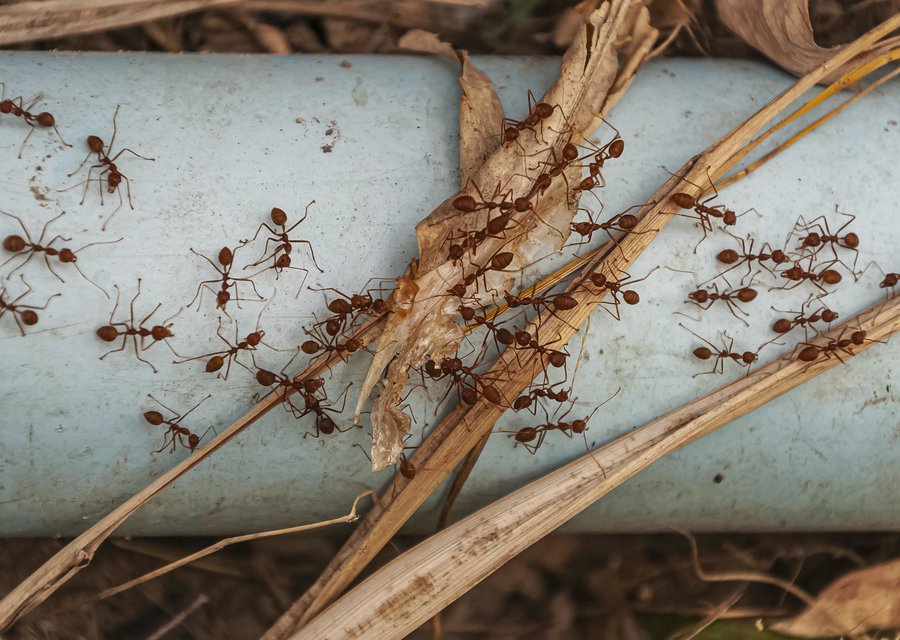 Pest treatment in Estill, SC