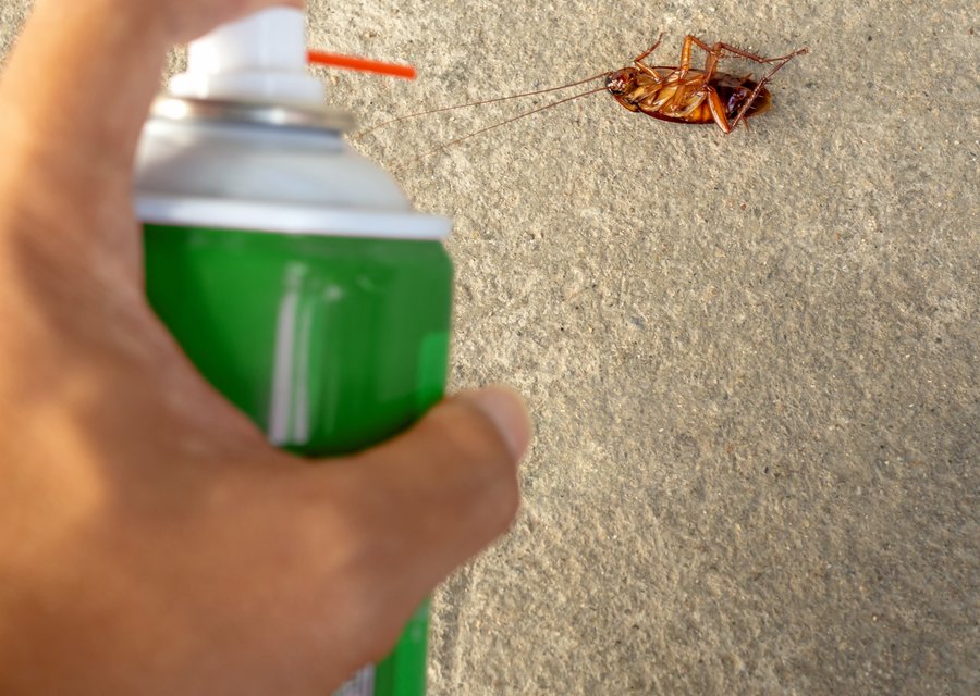 Mosquito Authority pest control work in Auburn