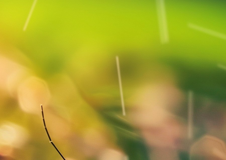 Pest treatment in Auburn, MA