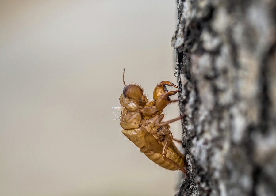 Pest treatment in Boonton, NJ