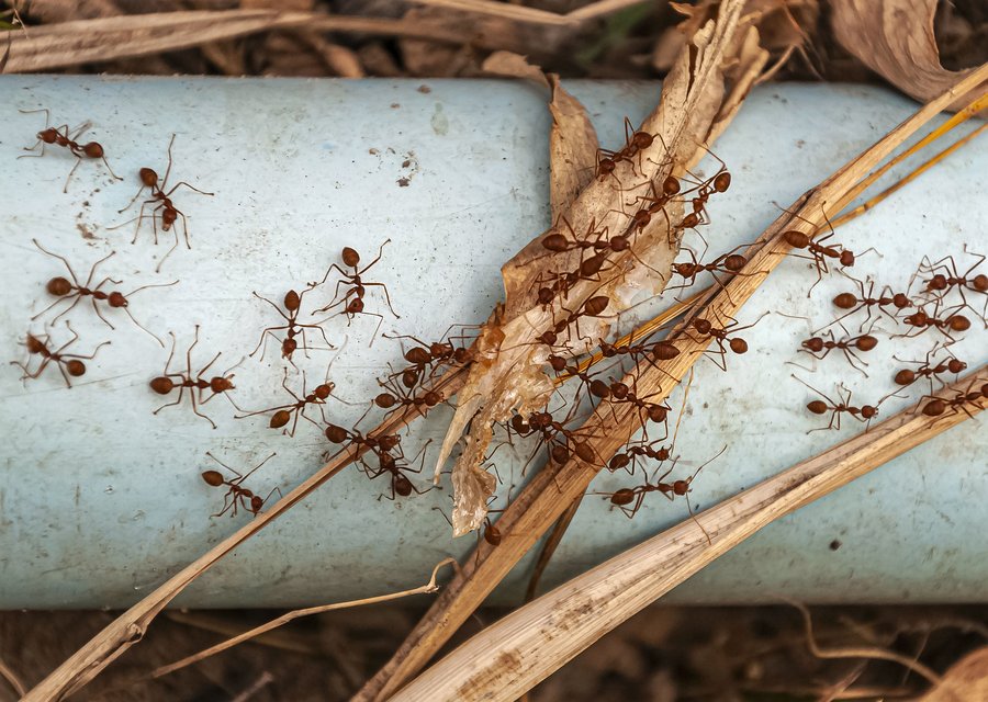 Pest treatment in Angola, IN
