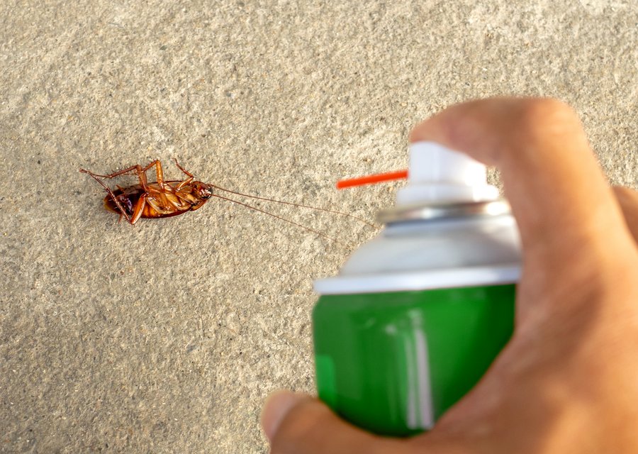 Pest treatment in Arcanum, OH