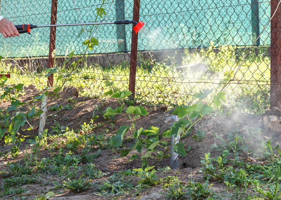 Pest treatment in Huntington, NY