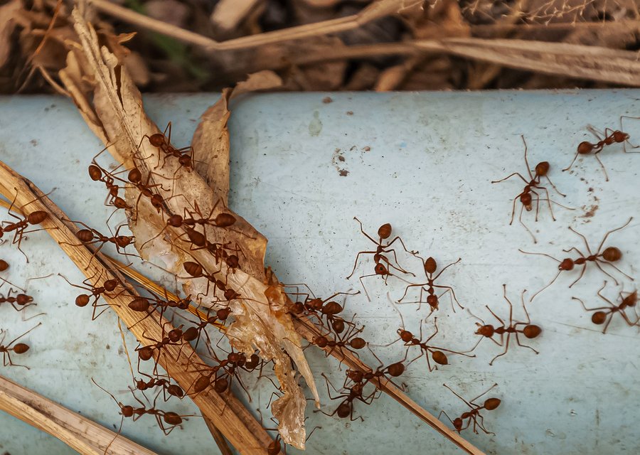 Best Exterminators Inc pest control work in Covington