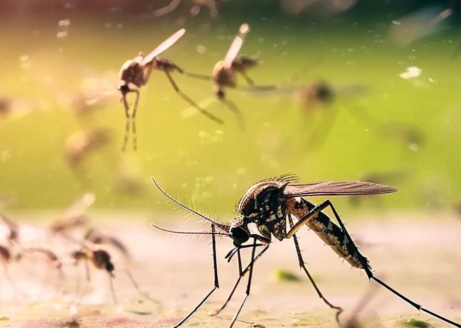 Pest treatment in Elkhorn, NE