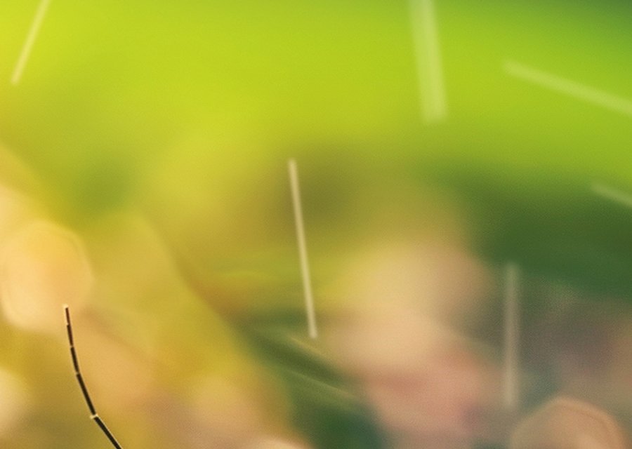 Fischer's Pest Control pest control work in Chagrin Falls