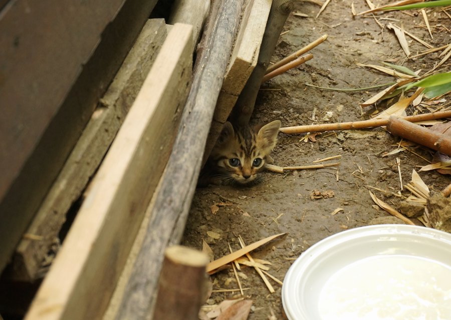 Local exterminator Central Point