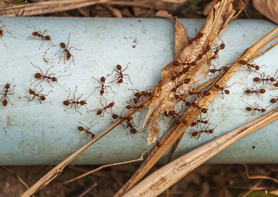 H & S Pest Control pest control work in Chanhassen