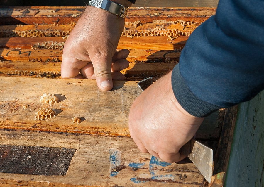 Northern Pest pest control work in Ferris