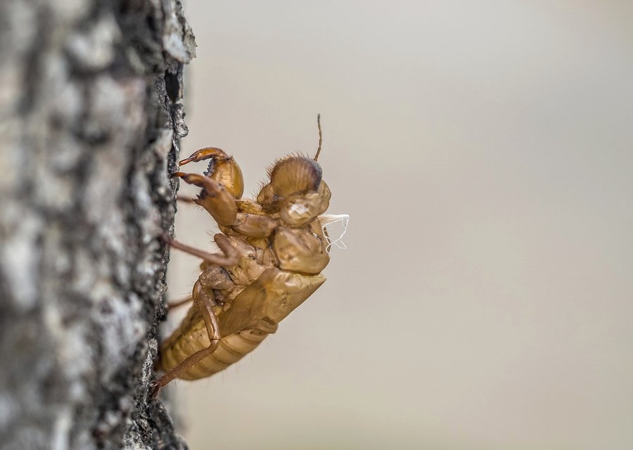 ABLE PEST CONTROL INC pest control work in Calumet City