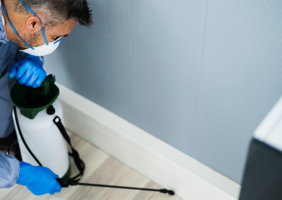 Pest treatment in Clyde, OH