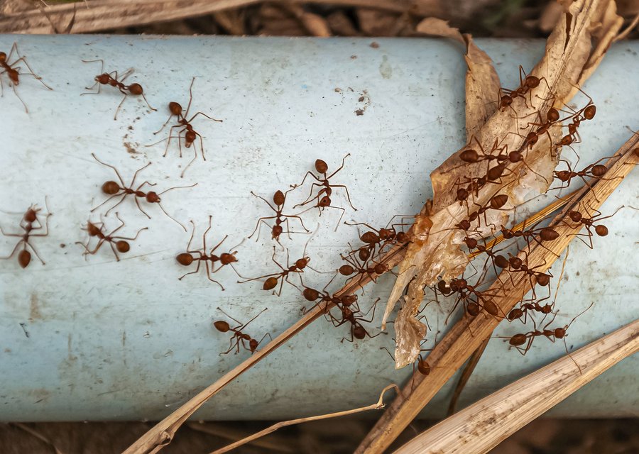 Pest treatment in Mt Olive, NJ