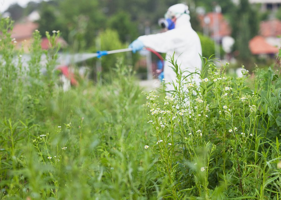 Pest treatment in Cornelius, OR